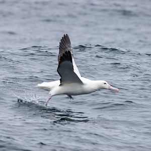 Southern Royal Albatross take-off