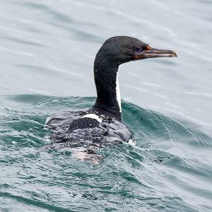 Otago Shag