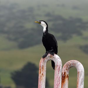 Little Pied Cormorant