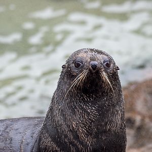 New Zealand Fur Seal