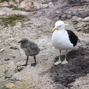 Kelp Gull with chick