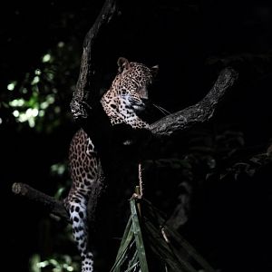 Leopard (Panthera pardus)