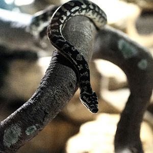 Jungle Carpet Python(?)