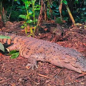 Philippine Crocodile (Crocodylus mindorensis)