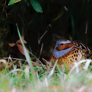 Chinese Bamboo-Partridge (Bambusicola thoracicus)