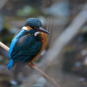 Common Kingfisher (Alcedo Atthis)