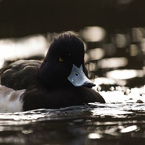 Tufted Duck (Ythya fuligula)