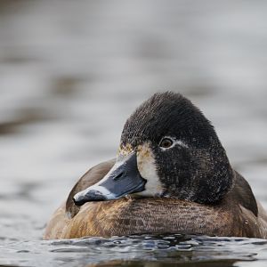 Ring-necked Duck (Aythya collaris)