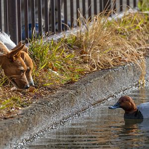 Common Porchard next to pet dogs