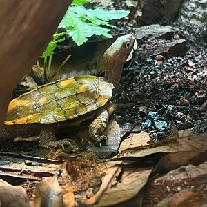 Black-breasted Leaf Turtle