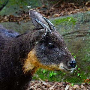 Taiwan Serow (Capricornis swinhoei)