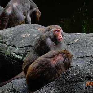 Taiwan Rock Macaque (Macaca cyclopis)