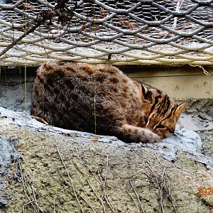 Amur Leopard Cat (Prionailurus bengalensis euptilura)