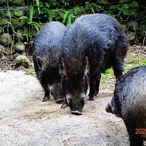 Taiwan Wild Boar (Sus scrofa taivanus)