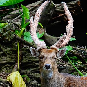 Taiwan Sika Deer (Cervus nippon taiouanus)