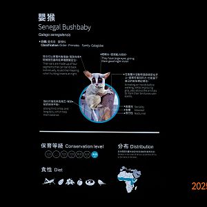 The signage of Senegal galago.