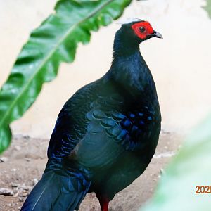 Vietnam Pheasant (Lophura edwardsi)