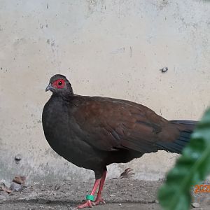 Vietnam Pheasant (Lophura edwardsi)