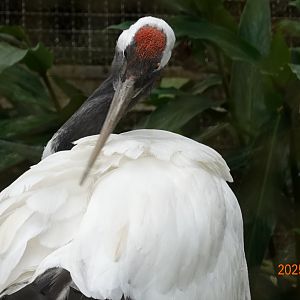 Red-crowned Crane (Grus japonensis)