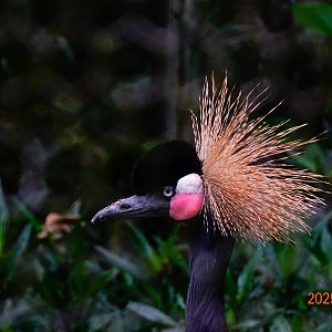 Black Crowned Crane (Balearica pavonina)