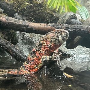 Chinese Crocodile Lizard