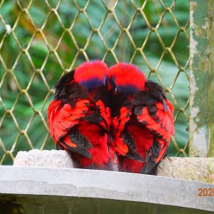 Red-and-blue Lory (Eos histrio)