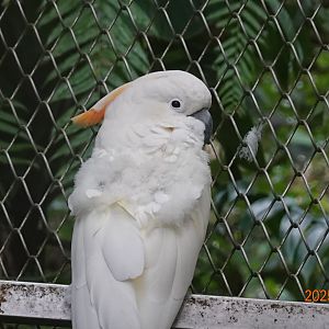 Hybrid Cockatoo