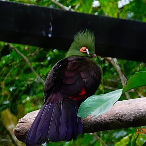Senegal Turaco (Tauraco persa buffoni)