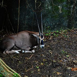 Beisa Oryx (Oryx beisa beisa)