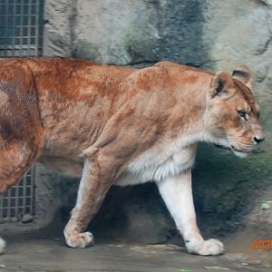 African Lion (Panthera leo)