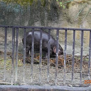 Western Pygmy Hippopotamus (Choeropsis liberiensis liberiensis)