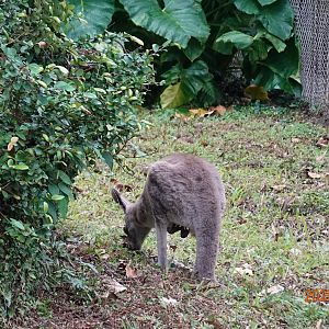 Eastern Grey Kangaroo (Macropus giganteus)