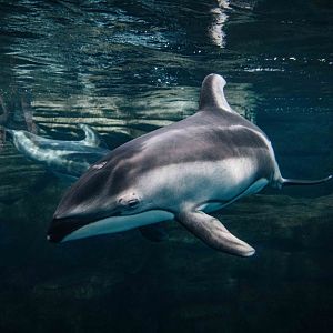 Pacific White Sided Dolphin