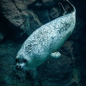 Spotted Seal