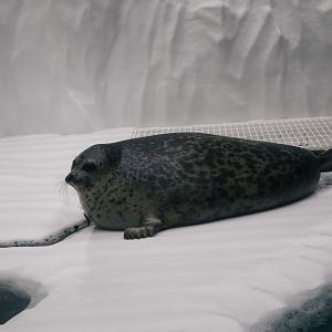 Ringed Seal