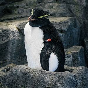 Southern Rockhopper Penguin