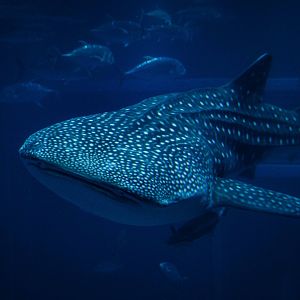 Whale Shark