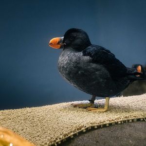 Tufted Puffin