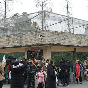 Buff-cheeked Gibbon enclosure