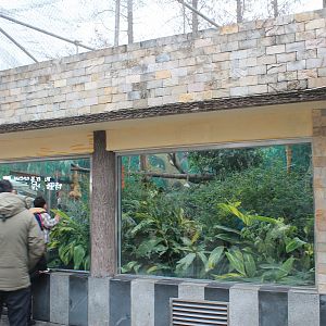 Buff-cheeked Gibbon enclosure
