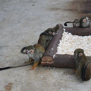 Collins' Squirrel Monkeys (Saimiri collinsi)