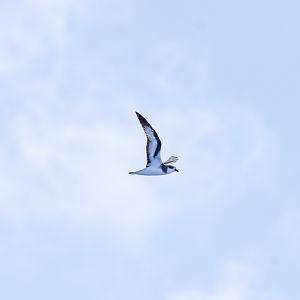 Black-winged Petrel