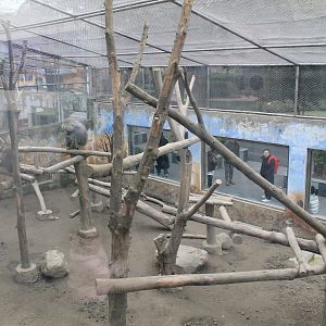 Hamadryas Baboon enclosure