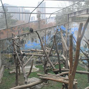 Mandrill enclosure, top view
