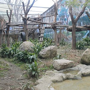Mandrill enclosure, front view