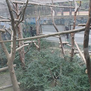 Green Monkey enclosure, top view