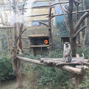 Green Monkey enclosure, front view
