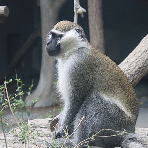 Green Monkey