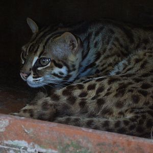 Leopard Cat ID?