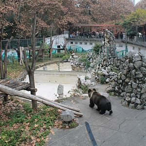 Tibetan Bear enclosures
